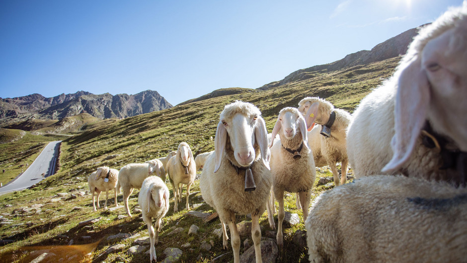 Die 5 beliebtesten Highlights in Südtirol: Allgemein, für Kinder und im Passeiertal