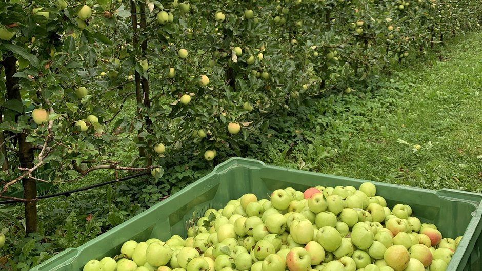 Quela - der neue Quellenhof Bergapfelsaft aus eigener Produktion