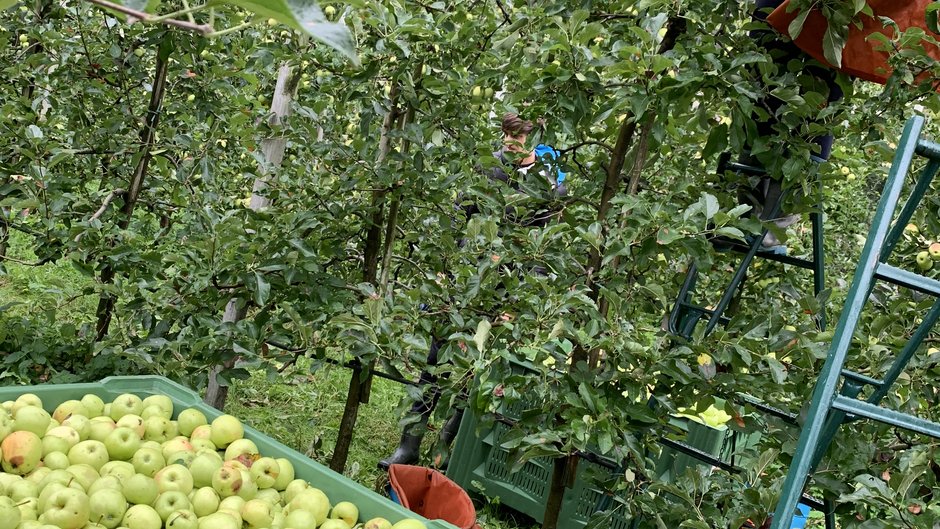 Quela - der neue Quellenhof Bergapfelsaft aus eigener Produktion